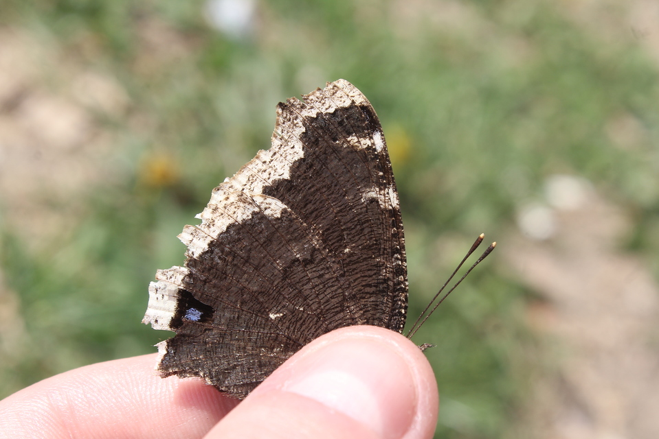 Nymphalis antiopa - gyászlepke