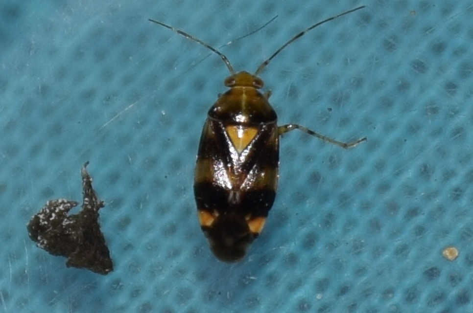 Liocoris tripustulatus - hárompettyes mezeipoloska