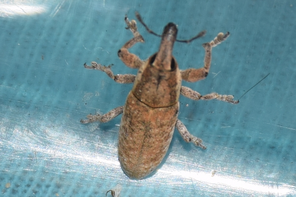 Lixus brevipes - vaskosorrú dudvabarkó