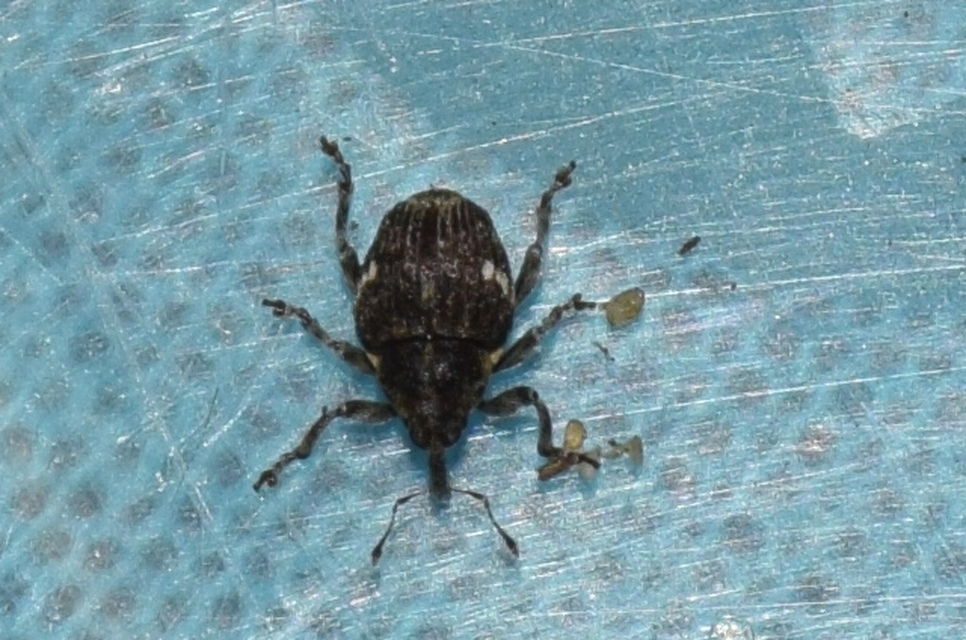 Nedyus quadrimaculatus - közönséges csalánormányos