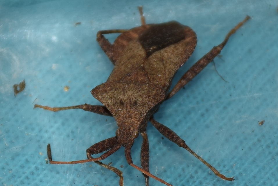 Coreus marginatus - közönséges karimáspoloska
