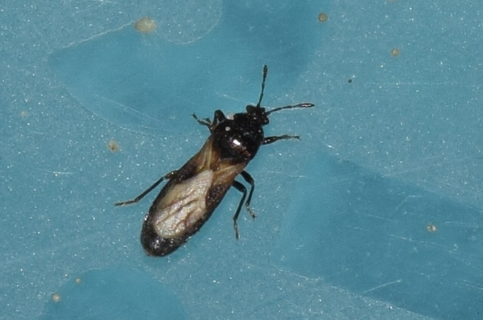 Dimorphopterus spinolae - közönséges karcsúbodobács