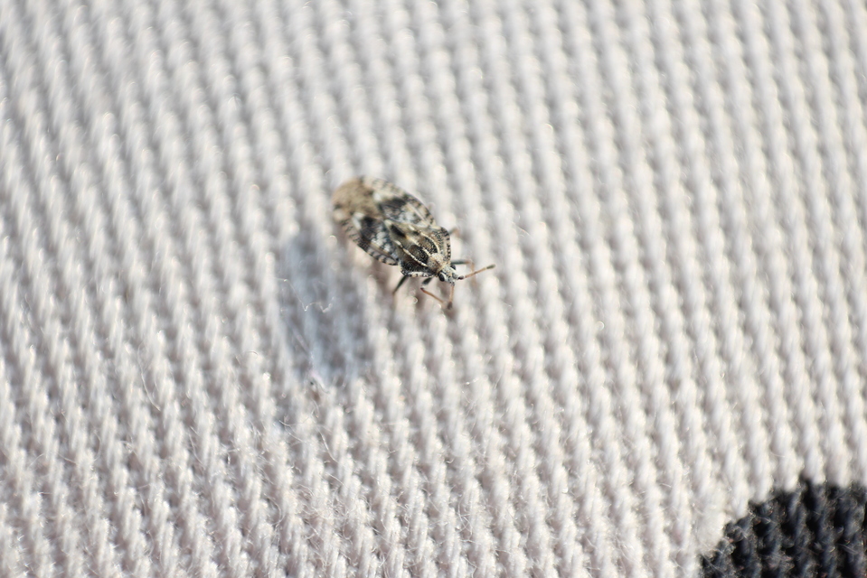 Tingis cardui - bogáncs-csipkéspoloska Tingis cardui - bogáncs-csipkéspoloska