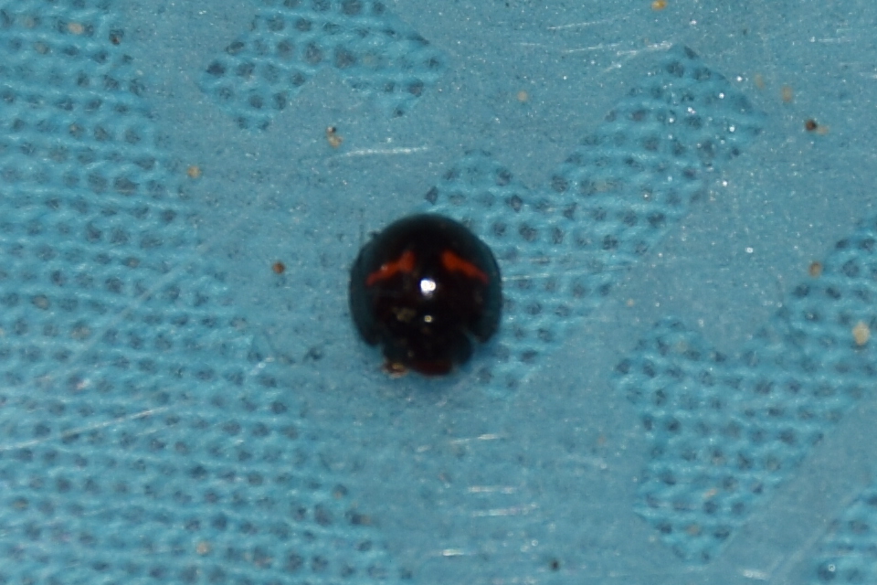 Chilocorus bipustulatus - szalagos szerecsenkata
