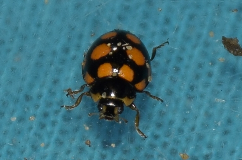 Coccinula quatuordecimpustulata - feketesárga katóka
