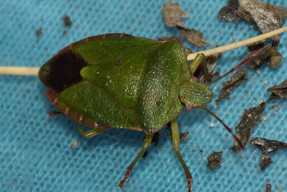 Palomena prasina - zöld bogyómászó-poloska Palomena prasina - zöld bogyómászó-poloska