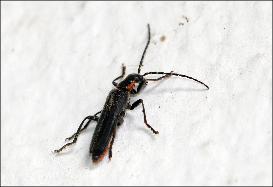 Cantharidae - lágybogárfélék