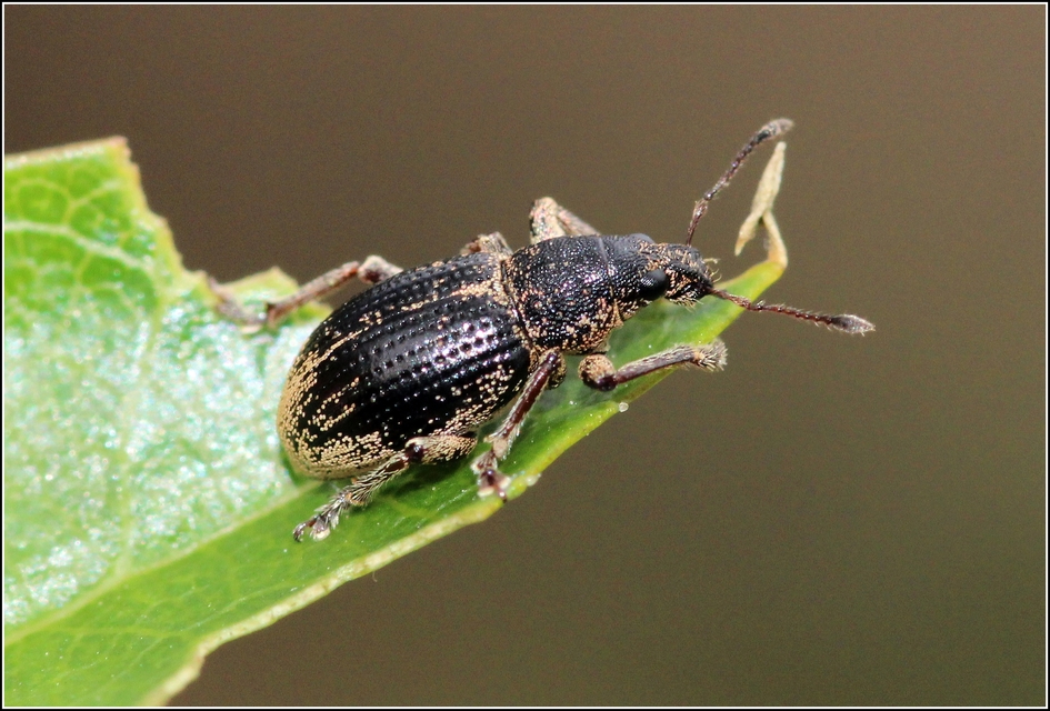 Sciaphobus squalidus - nagy szálkásbarkó