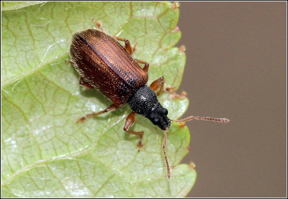 Phyllobius oblongus - közönséges levélormányos