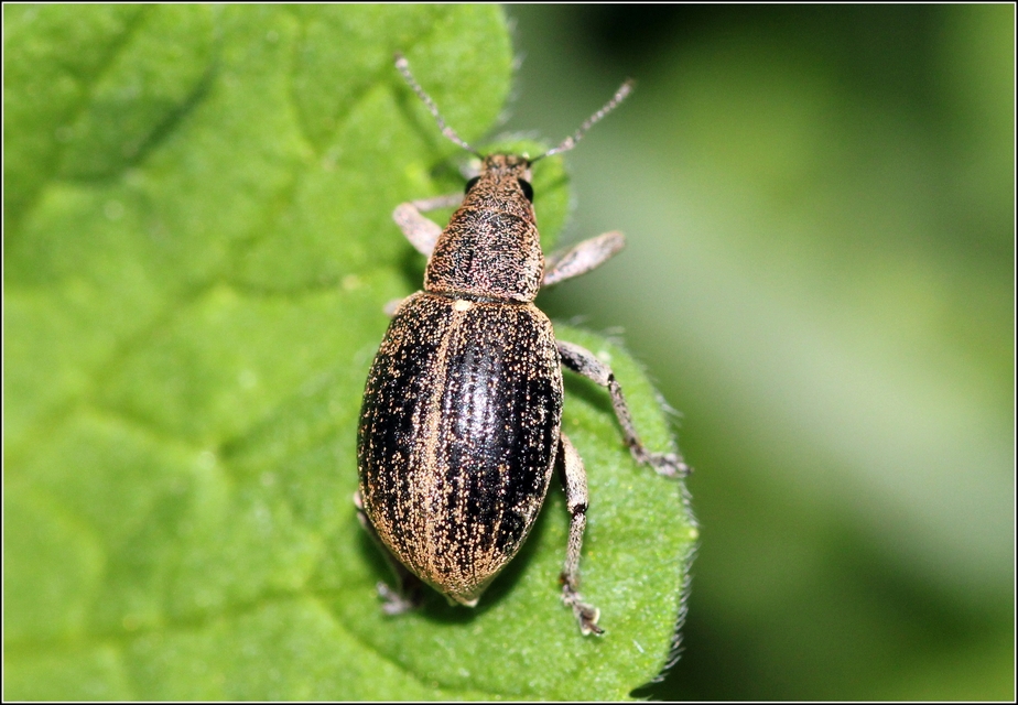 Sciaphobus squalidus - nagy szálkásbarkó