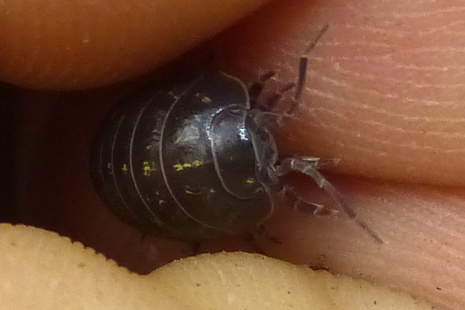 Armadillidium