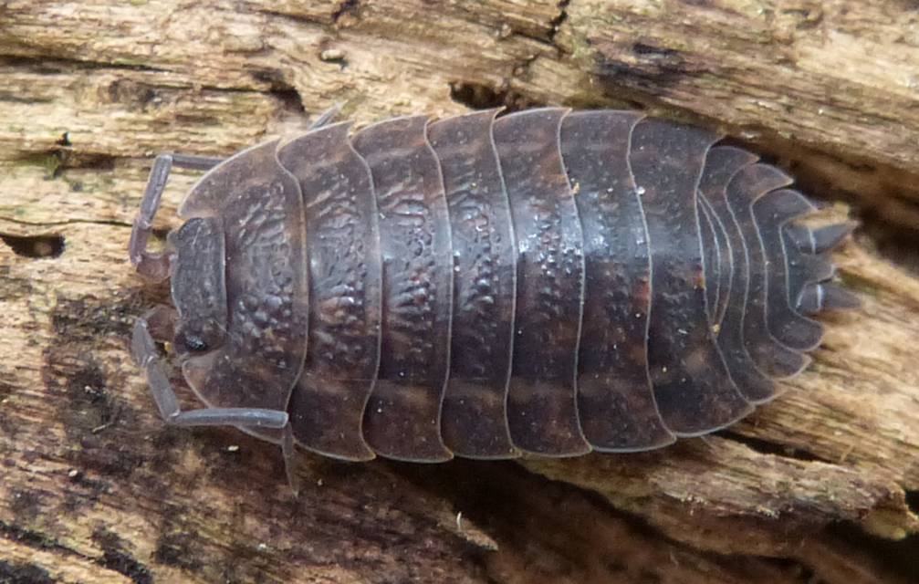 Porcellio scaber - érdes pinceászka