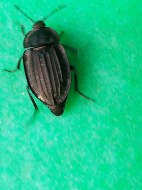 Silpha carinata - karimás dögbogár