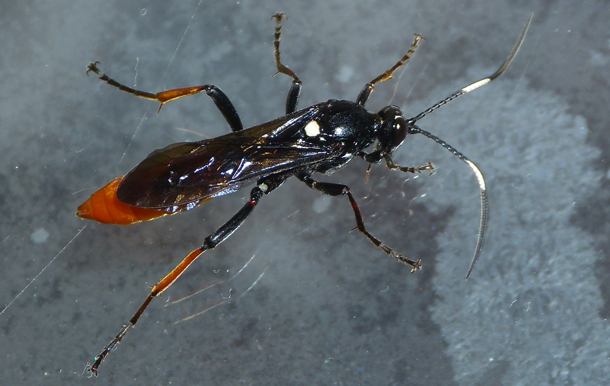 Amblyjoppa fuscipennis