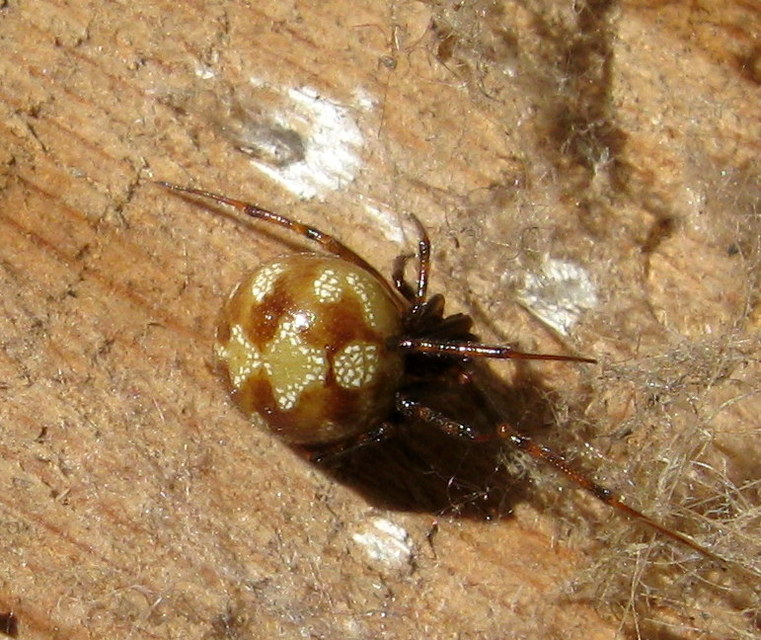 Steatoda triangulosa - háromszöges faggyúpók