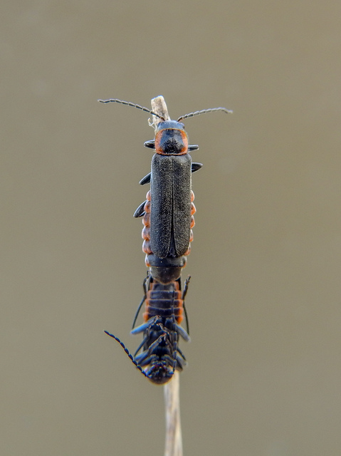 Cantharis pulicaria - zsírfényű lágybogár