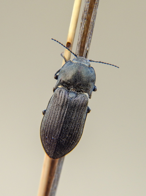 Selatosomus latus - széles pattanó