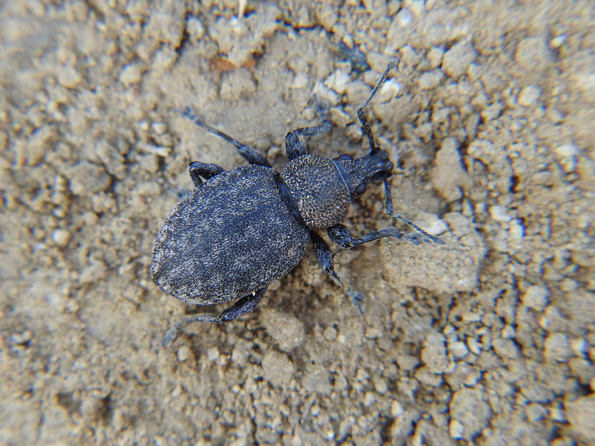 Otiorhynchus ligustici - vincellér-gyalogormányos