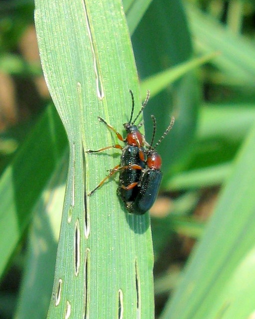 Oulema melanopus/duftschmidi