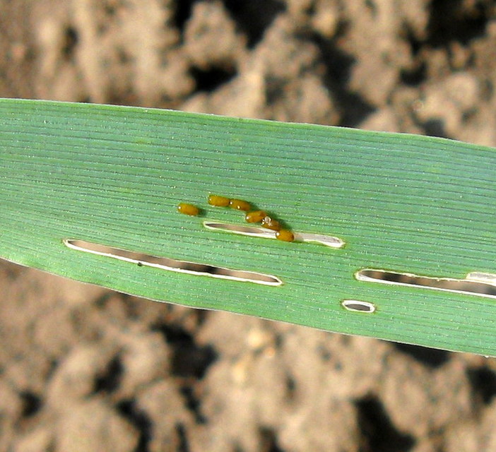 Oulema melanopus/duftschmidi