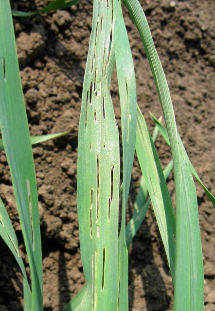 Oulema melanopus/duftschmidi