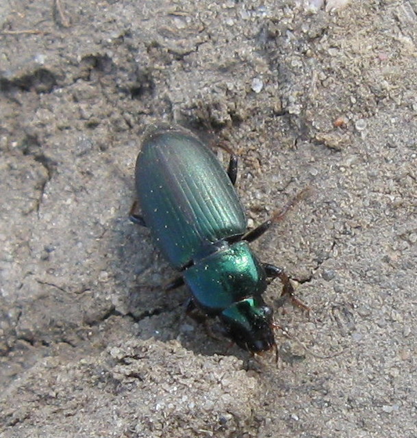 Harpalus distinguendus - mezei lomhafutó