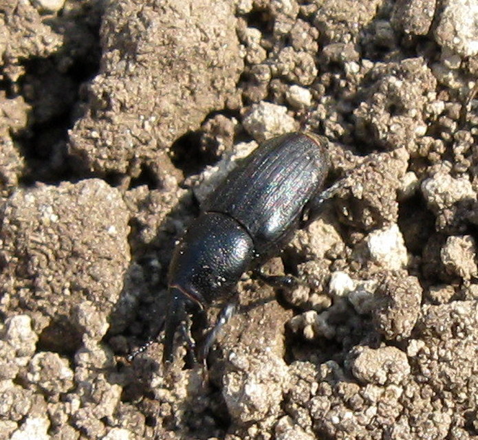 Sphenophorus striatopunctatus - mezei zsuzsok