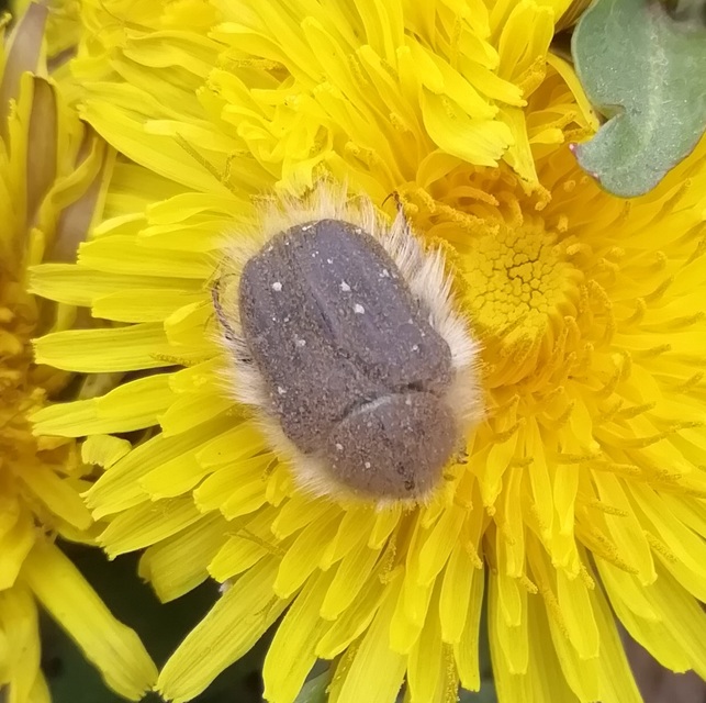 Tropinota hirta - bundás virágbogár