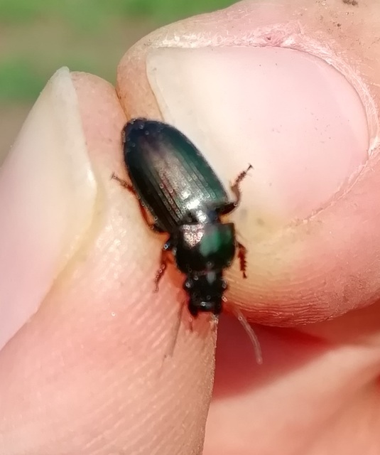 Harpalus distinguendus - mezei lomhafutó