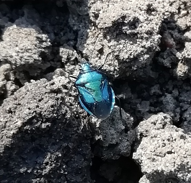 Zicrona caerulea - acélkék poloska Zicrona caerulea - acélkék poloska
