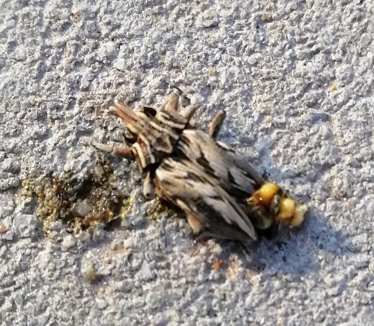 Coniocleonus nigrosuturatus - nyíljegyes barkó