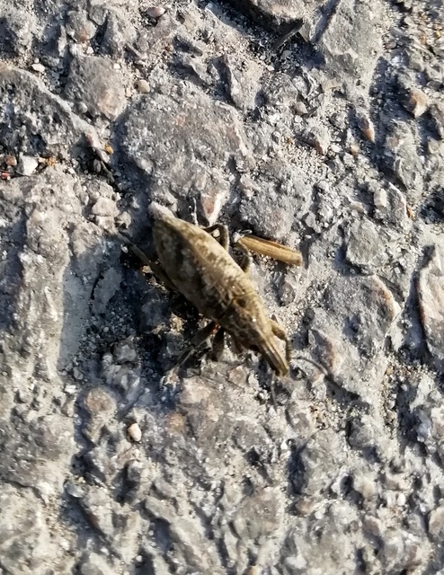 Cleonis pigra - közönséges bogáncsbarkó