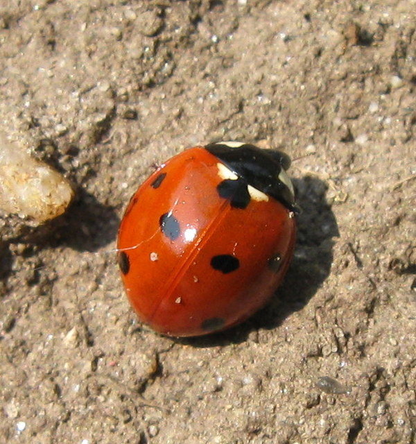 Coccinella septempunctata - hétpettyes katica
