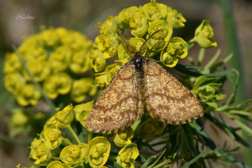 Ematurga atomaria - barna rétiaraszoló