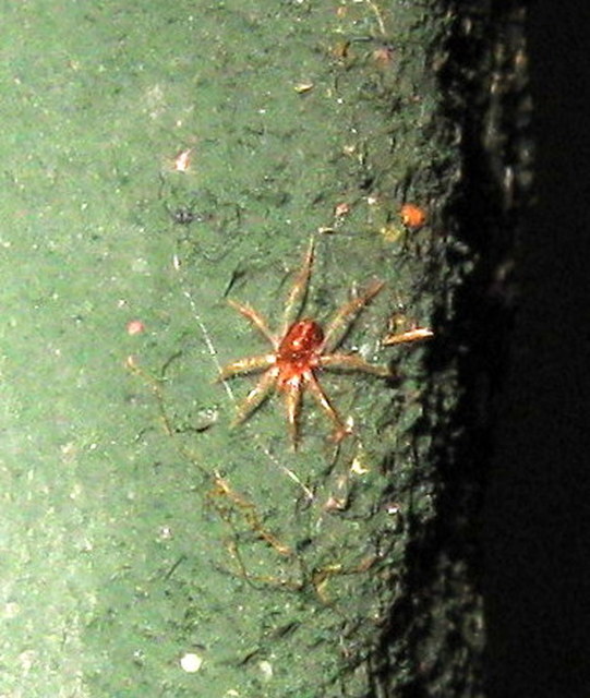 Anystidae