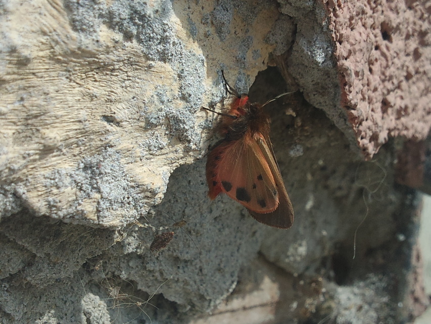 Phragmatobia fuliginosa - füstös medvelepke