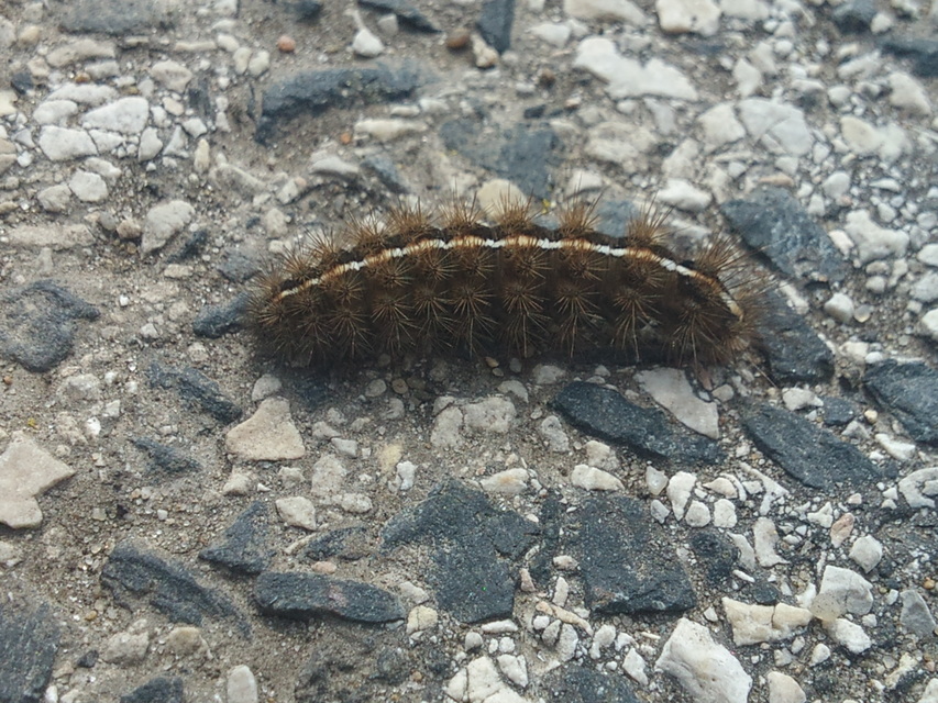 Diacrisia sannio - vörösszélű medvelepke