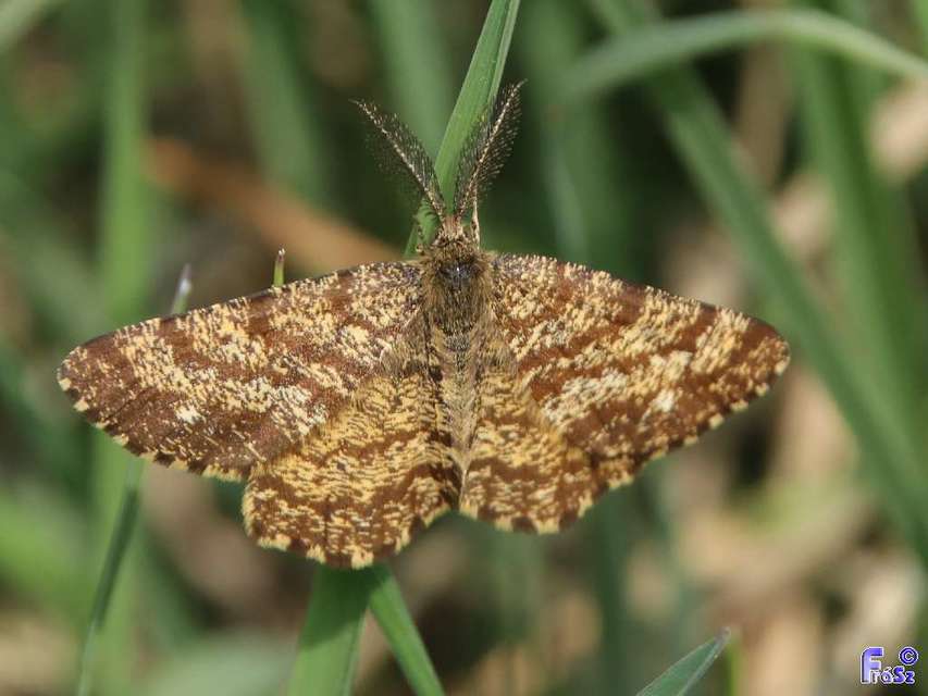 Ematurga atomaria - barna rétiaraszoló
