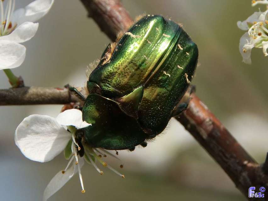 Cetonia aurata - aranyos virágbogár