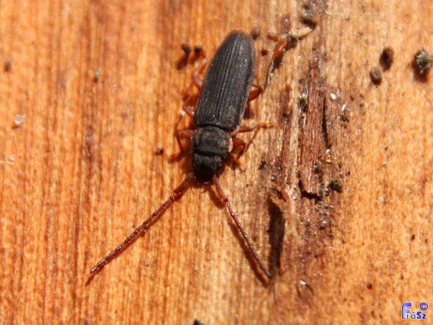 Uleiota planatus - hosszúcsápú fogasnyakú-lapbogár