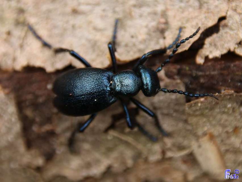 Meloe violaceus - kék nünüke