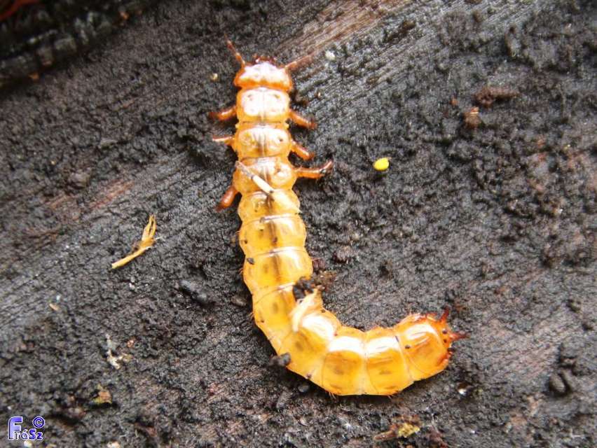 Cucujus cinnaberinus - skarlátbogár
