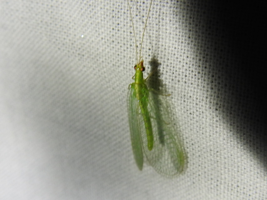 Chrysopidae - zöldfátyolkák