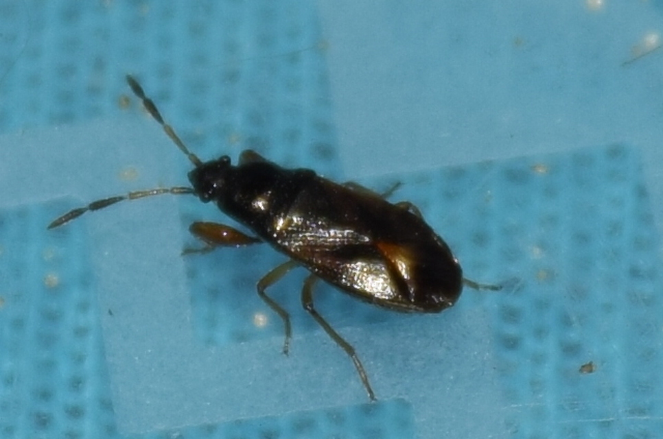 Megalonotus hirsutus