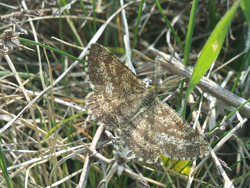 Ematurga atomaria - barna rétiaraszoló