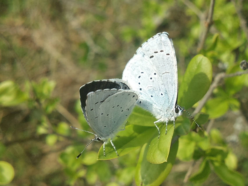 Celastrina argiolus - bengeboglárka