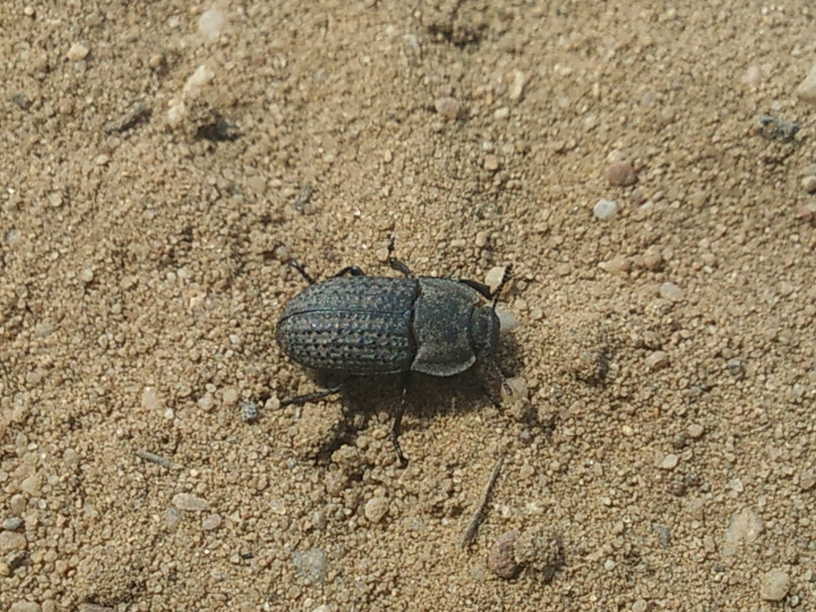 Opatrum sabulosum - sároshátú gyászbogár