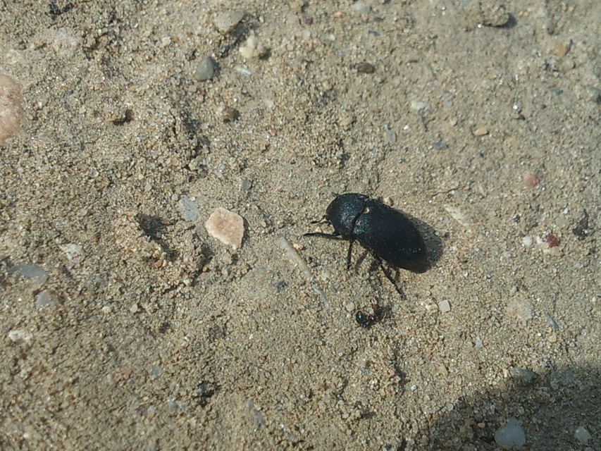 Dermestes laniarius - gyászos porva Dermestes laniarius - gyászos porva