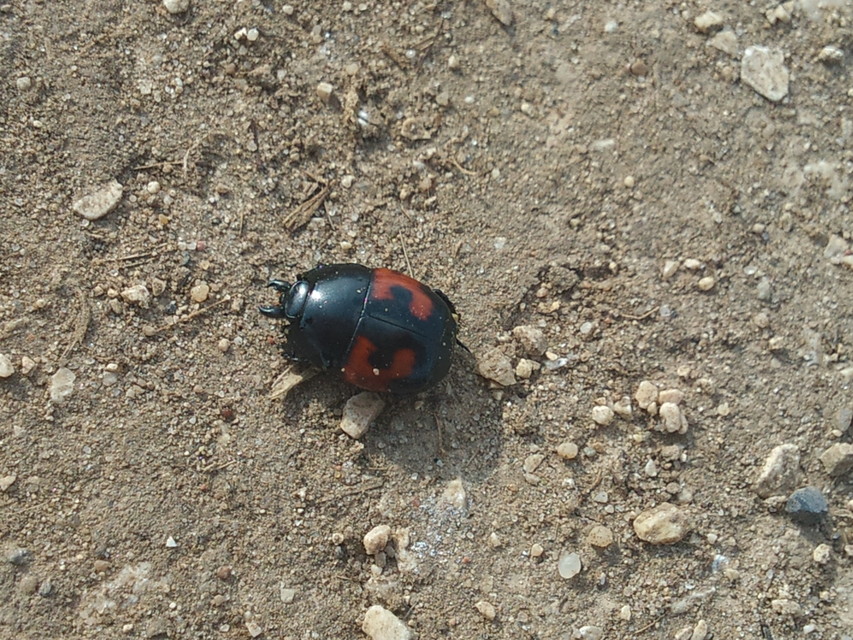 Hister quadrimaculatus - közönséges sutabogár