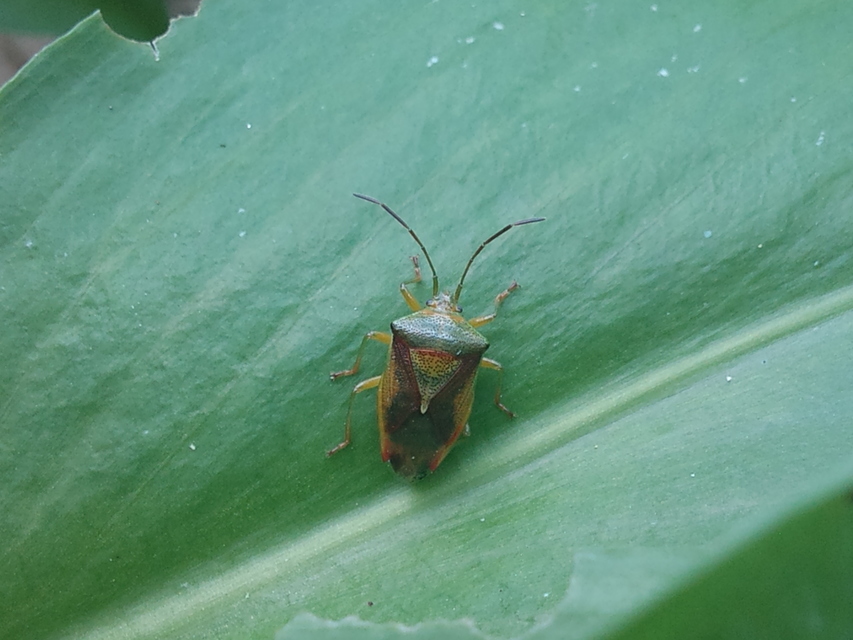 Elasmostethus Elasmostethus